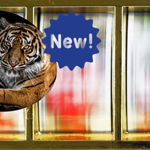 Relax Gaming välkomnar 2022 Tiger Kingdom Infinity Reels